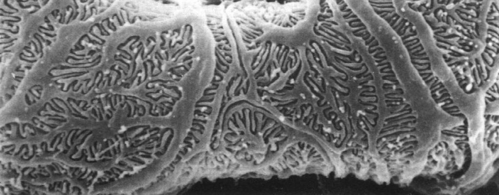 naczyniowy Ciałko nerkowe Okienkowe kapilary kłębuszka