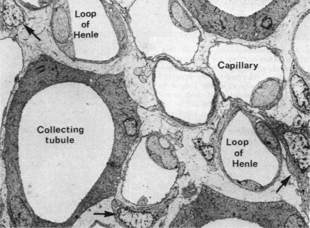 leków do światła kanalika Komórka kanalika proksymalnego brzeżek