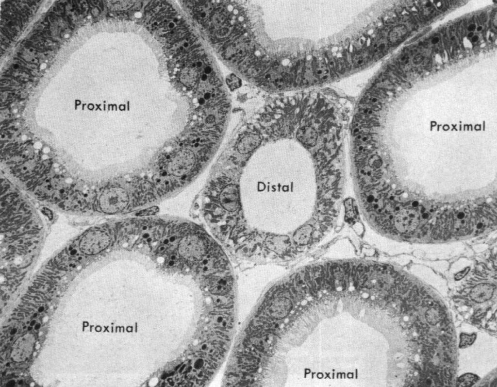 nerkowych mają własności kurczliwe podocyt Kanalik proksymalny
