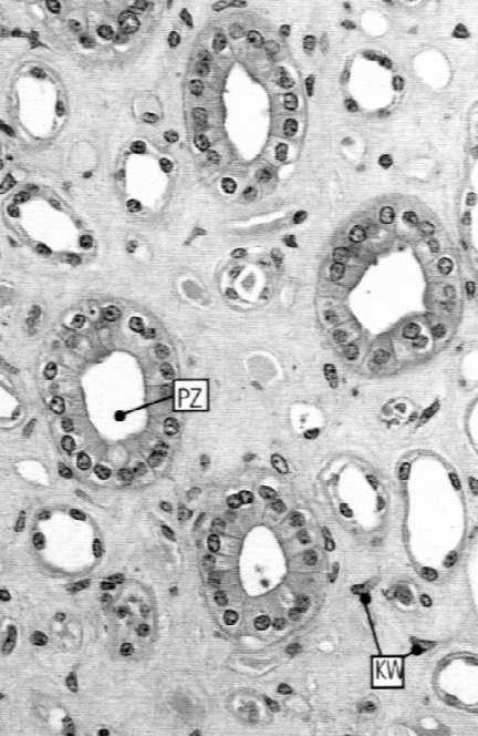 proste) - kanaliki proksymalne (części kręte) - kanaliki dystalne (cz.