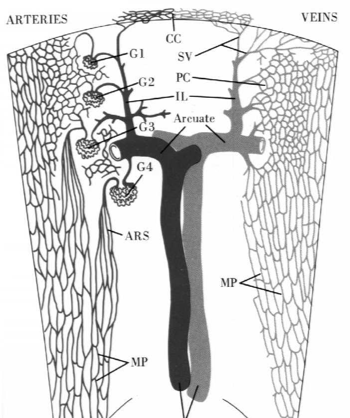 Układ naczyniowy Tętnice międzypłatowe tętnice łukowate tętnice promieniste tętniczki doprowadzające
