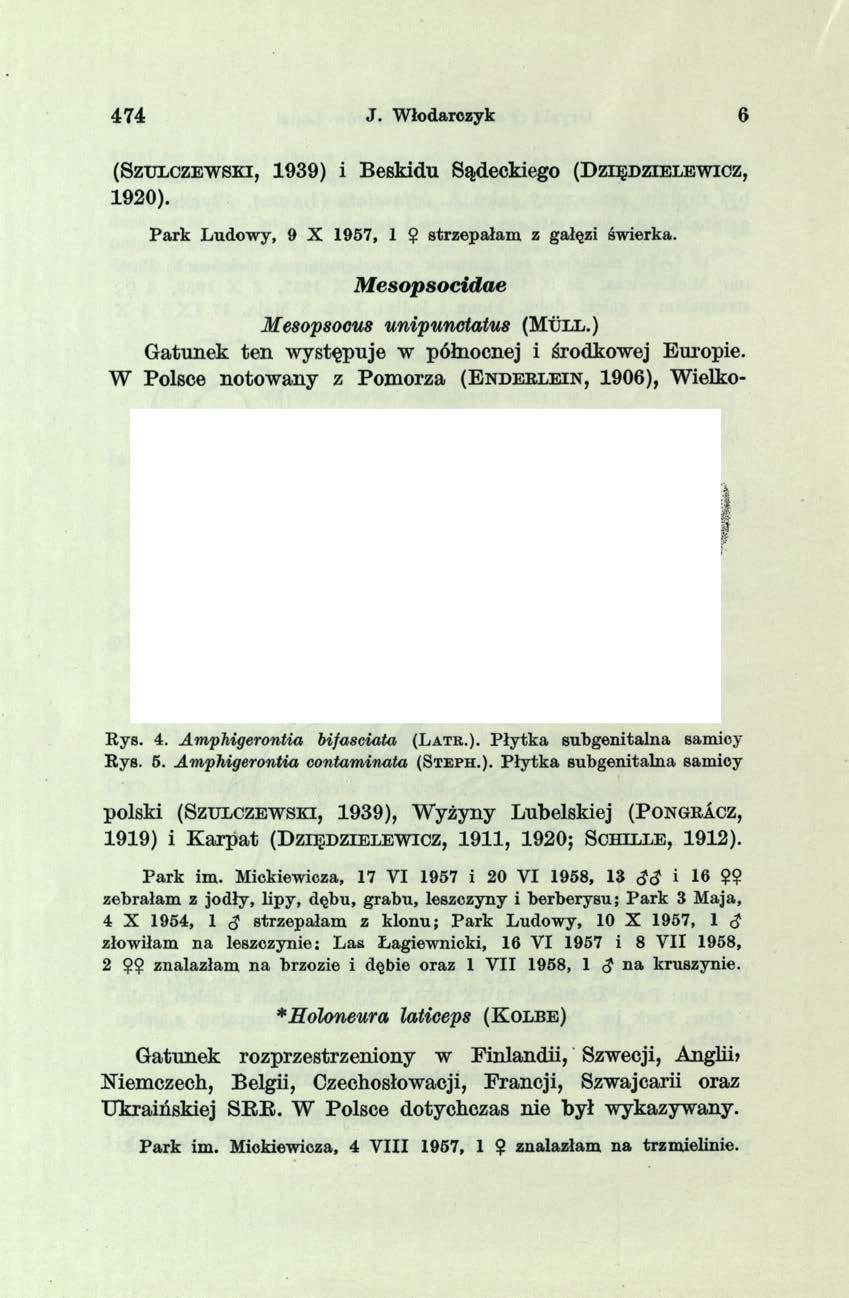 4 7 4 J. Włodarczyk 6 ( S z tjłc z e w s k i, 1939) i Beskidu Sądeckiego ( D z ię d z ie le w ic z, 1920). P ark L udow y, 9 X 1957, 1 $ strzepałam z gałęzi świerka.