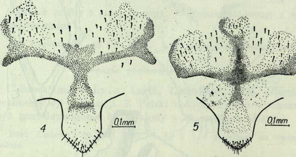 Amphigerontia bifasciata ( L a t b.).