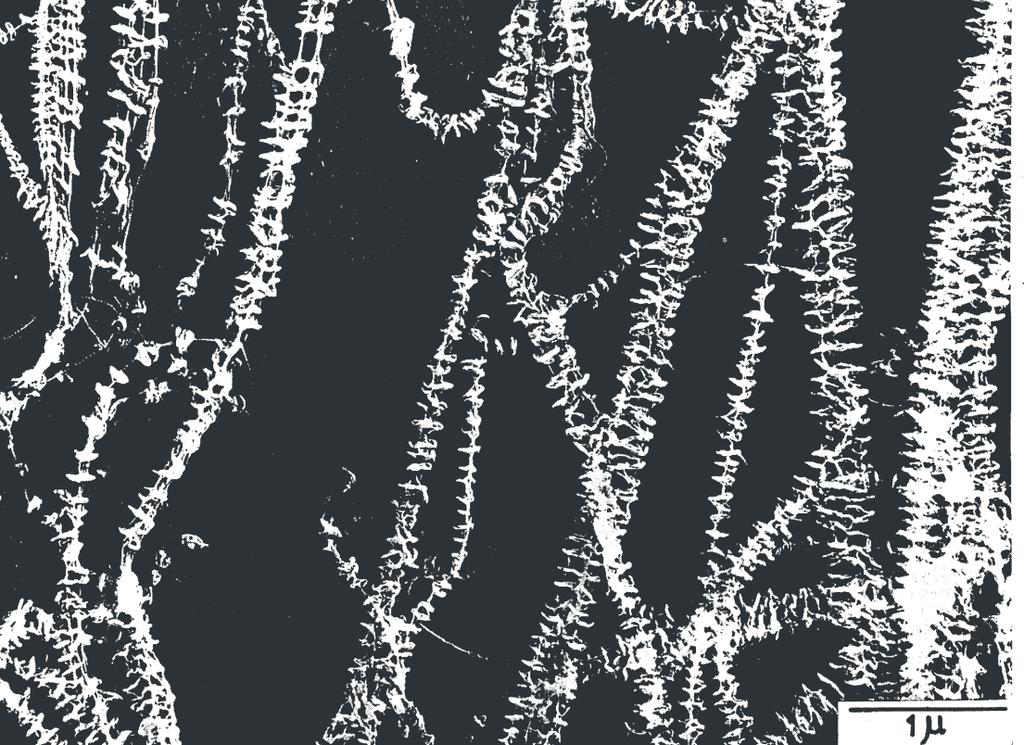 Obraz mikroskopowy krystalitów polietylenu otrzymanych podczas krystalizacji rozcieńczonego roztworu poddanego mieszaniu oraz schemat struktury krystalitu w