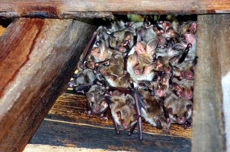 Fot. 3. Nocki duże Myotis myotis w kolonii rozrodczej w kościele w Łazach Małych (fot. T. Gottfried). Photo 3.