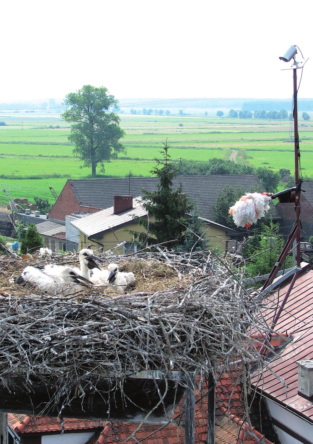 Fot. 1. Gniazdo bocianów białych w Przygodzicach z kamerą projektu Blisko bocianów i 3 młodymi 19 czerwca 2007 r., w tle krajobraz Doliny Baryczy (fot. P. T.