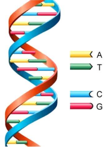 Human Genome Project co wiadomo W 2000 zsekwencjonowano cały ludzki genom Tylko 21 000