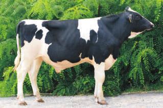M.M. ELMAR 128 122 rama cia³a si³a mlecznoœci nogi i racice 130 120 WARTOŒCI HODOWLANE DLA CECH PRODUKCJI Powtarzalnoœæ 74% mleko kg t³uszcz kg t³uszcz % bia³ko kg bia³ko % indeks prod.