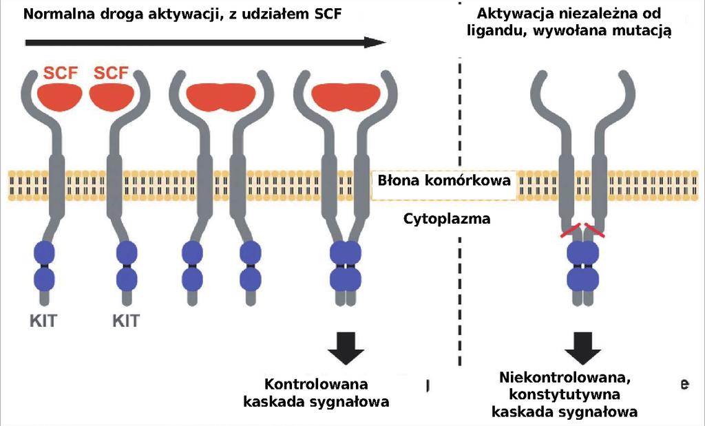 KIT to białko transbłonowe.