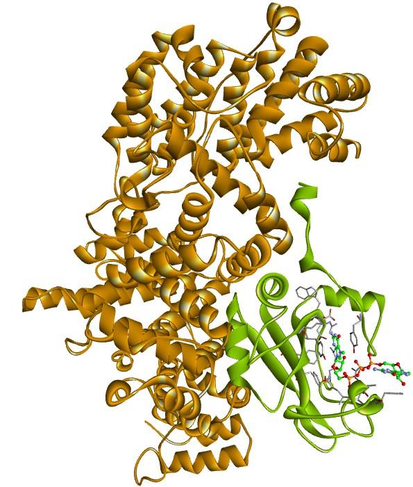 (A) (B) Rys. 3. Struktura krystalograficzna (A) centrum wiążącego kap domeny RRM CBC, (B) heterodimeru CBC. Kolory aminokwasów i analogu kapu m 7 GpppG jak na Rys. 1.