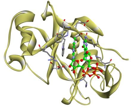 ). Natomiast seria badao z użyciem chemicznych analogów TMG kapu ze zmienionymi podstawnikami egzocyklicznej grupy aminowej N2 ujawniła wyjątkową selektywnośd tego białka względem obecności wyłącznie