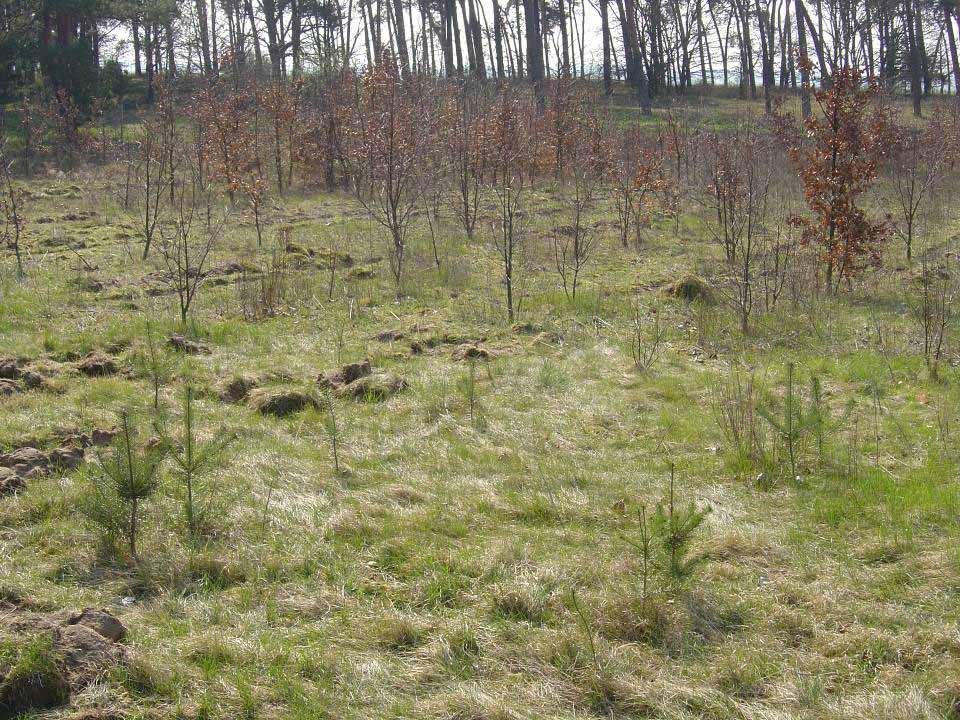 Waldförderung für Landwirtschaftsbetriebe Umwandlung Acker zu Wald, dadurch: - Schaffung neuer Lebensräume für die Natur und damit Erhalt der Artenvielfalt - Erhöhung der Lebensqualität - Schaffung
