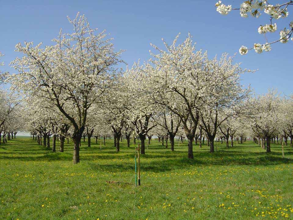Streuobstwiesenpflege Pielęgnacja sadów owocowych Durch Flächenzuwachs im BIO - Ackerbau können ländliche Kleinstrukturen der Gemeinde erhalten und