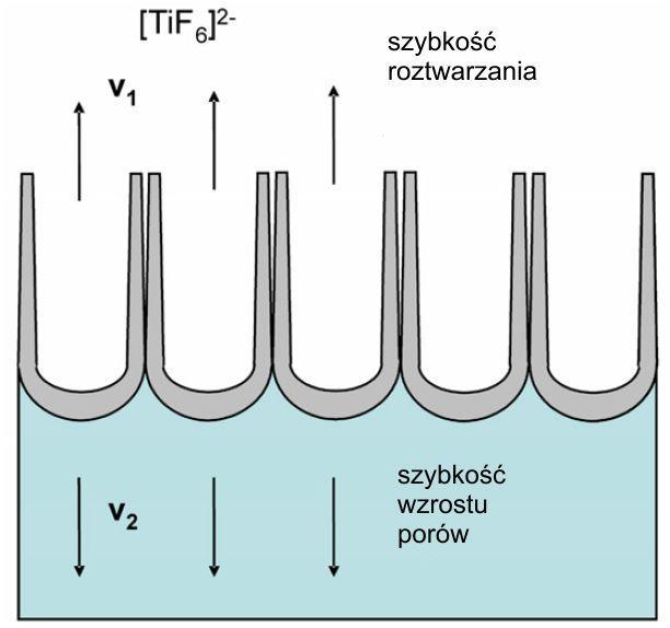 Po osiągnięciu stanu równowagi, grubość barierowej warstwy ditlenku tytanu na dnie nanorurek (jak i w przestrzeni pomiędzy nanorurkami) pozostaje stała, co jest wynikiem zrównania się szybkości