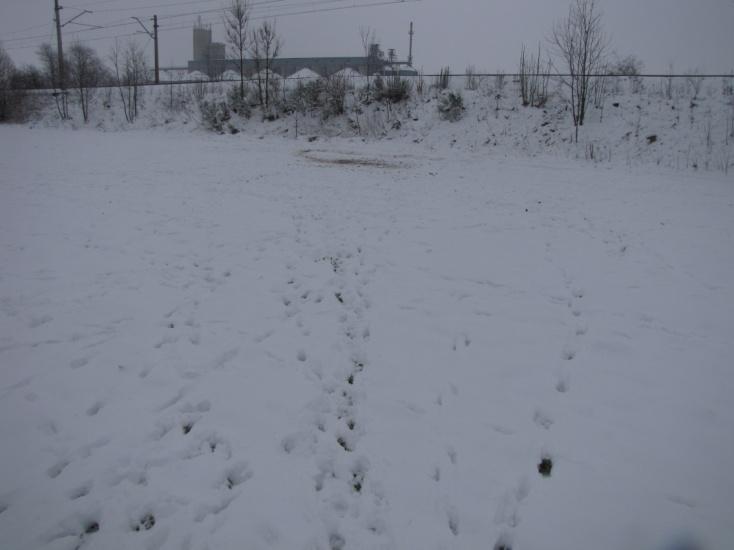 białoszyjej, sójki, pliszki siwej i strzyżyka. Fot. 68.