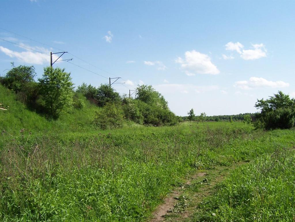 W otoczeniu pola, zadrzewienia, rów melioracyjny.