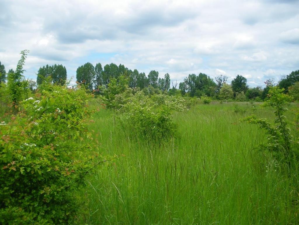 Odcinek linii 292 (km 25,500, N; 320). Staw zanieczyszczony odpadami. W otoczeniu ul.