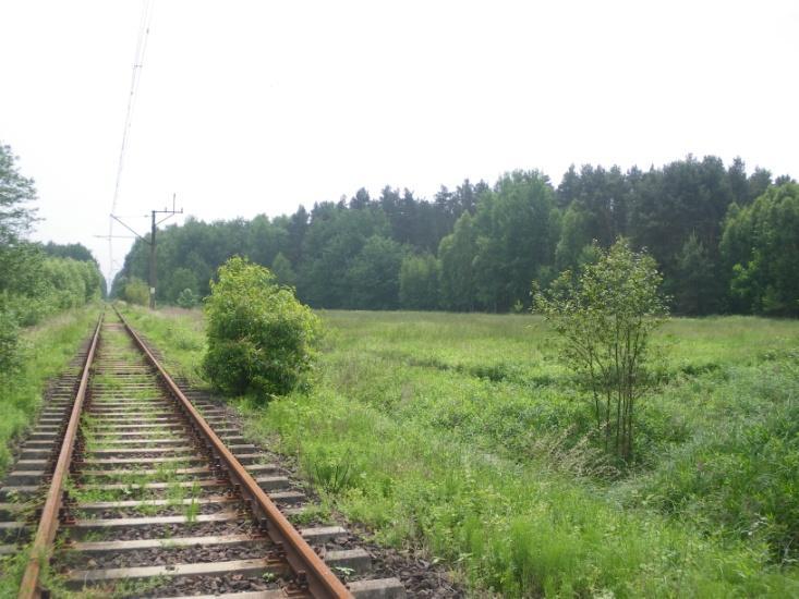 Szlak migracyjny zwierząt. Fot. 99.
