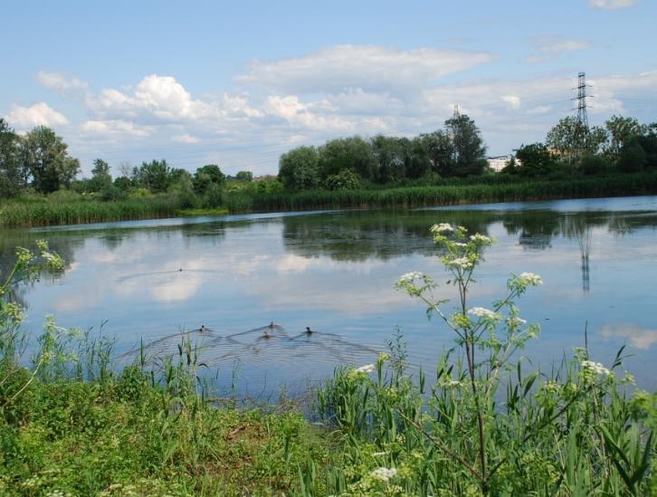 Stanowisko żaby trawnej, żaby wodnej, ropuchy szarej i ropuchy zielonej. Fot. 9.