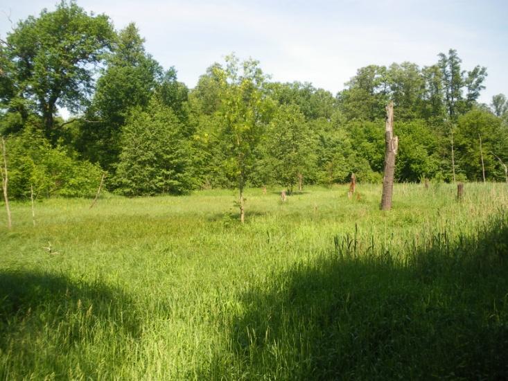 Silnie podmokła łąka. Stanowisko czerwończyka nieparka.