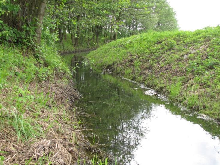 Stanowisko łyski, perkoza dwuczubego, trzciniaka. Fot. 38.