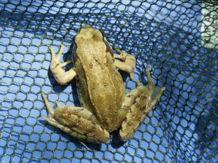 Rów melioracyjny w grądzie. Stanowisko żaby trawnej.