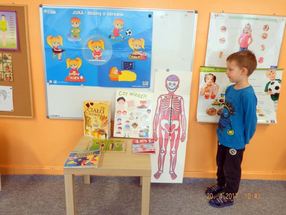 W sali przedszkolnej pojawiły się plakaty dużego formatu z szkieletem człowieka i różnego typu modele anatomiczne oraz modele do nauki