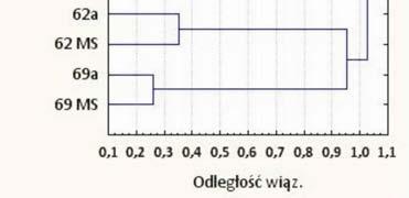 molekularnych RAPD i AFLP Dendrograms of GD 7 lines winter oilseed rape using the RAPD and AFLP