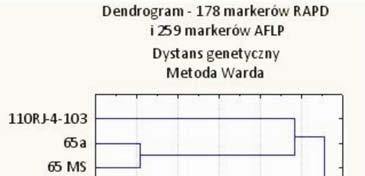 markerów RAPD + 259 markerów AFLP 178 RAPD markers + 259 AFLP markers genetycznego ze względu na