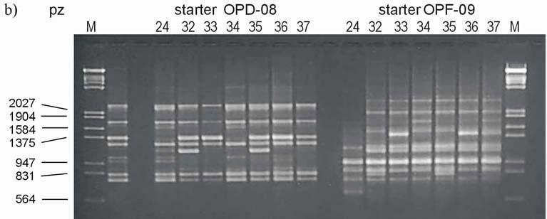 pary zasad 1.8% agarose gel electrophoresis of PCR- RAPD products obtained with the use of primers: a) OPV-07, OPA-08; b) OPD-08, OPF-09.