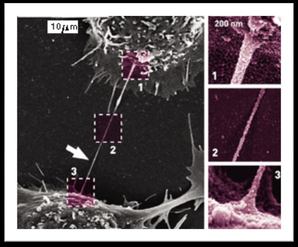 2010 Nature News Nanotubes