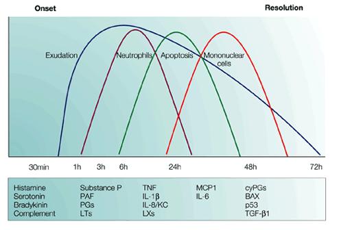 Rozwój stanu zapalnego Model zwierzęcy aminy i lipidowe mediatory rozpoczynają wynaczynienie i obrzęk,
