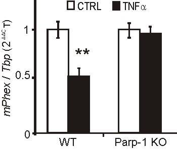 Wpływ chronicznego stanu zapalnego na strukturę kości - rozwój osteoporozy WT mice Dootrzewnowy zastrzyk TNFa