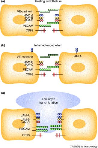 cadheriny Ig nowa oryginalna PECAM, CD 99, JAM-A, JAM-C występują na leukocytach JAMs