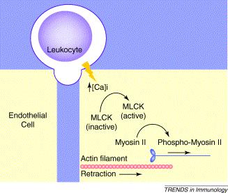 Aktywacja leukocytu: - rozpuszczalne białka kationowe białka wiążące heparynę -