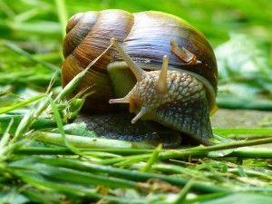 .pl https://www..pl Dość groźną grupą szkodników w kapustnych są ślimaki.