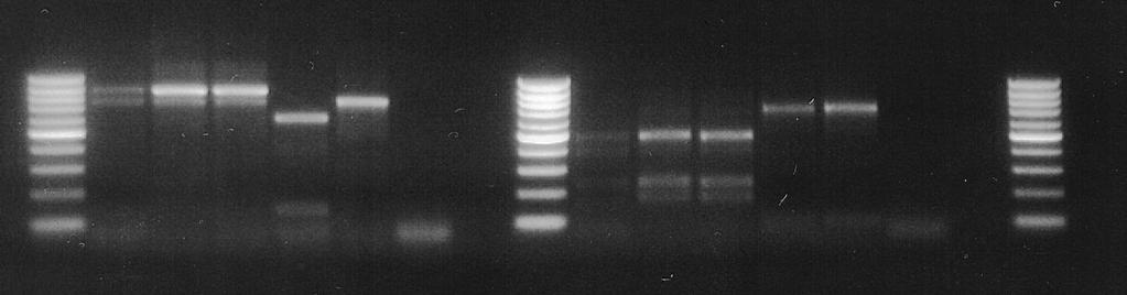 RsaI (~760 bp), 6 Meloidogyne hapla, traw. RsaI (brak produktu, oczekiwany produkt dla M.