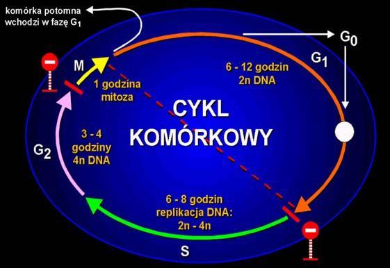 Posttelofaza segregacja i dekondensacja chromosomów, degradacja wrzeciona i reorganizacja otoczki jądrowej.