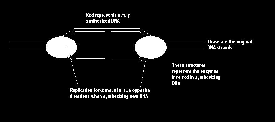 Oczko replikacyjne Nowo syntetyzowany DNA Macierzyste nici DNA Widełki replikacyjne