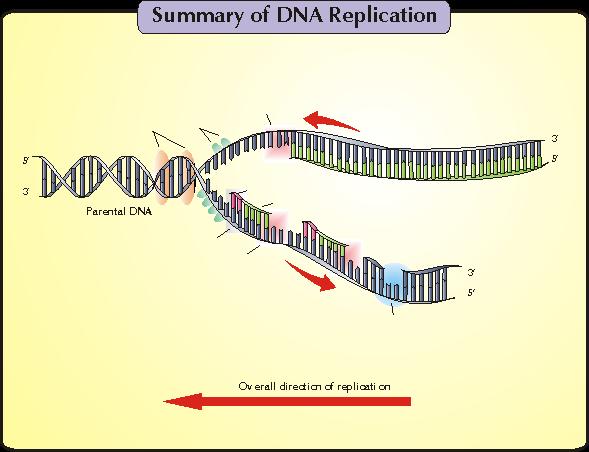 Helikazy Białka wiążące jednoniciowy DNA Polimeraza DNA Nić prowadząca Topoizomerazy Macierzysty