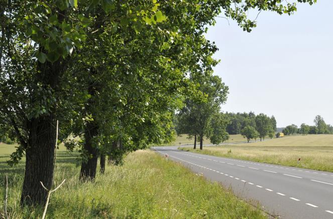 lipa, grab, dąb, jarząb.