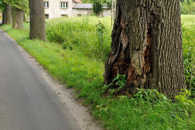 Nasadzenia o dużej wartości krajobrazowej i historycznej. 5. Zdjęcia Fot. 1 Początek alei.