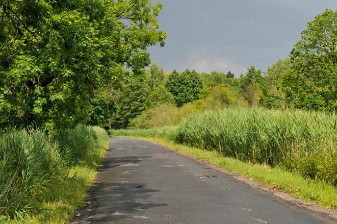 2 Widok ogólny na zadrzewienie, w