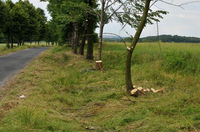 Istniejące pomniki przyrody oraz propozycje objęcia ochroną