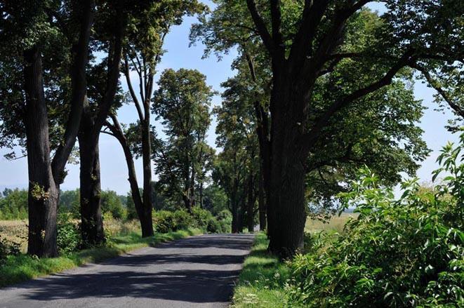 Istniejące pomniki przyrody oraz propozycje objęcia ochroną