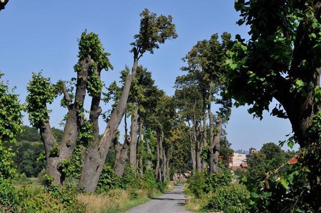 prawną jako pomnik przyrody. c.