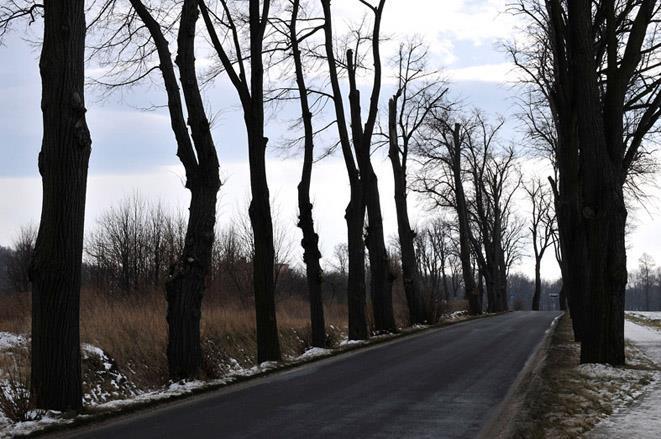 a. Liczba i rekomendowane gatunki drzew do posadzenia: Gatunek Liczba sztuk/ rozstawa