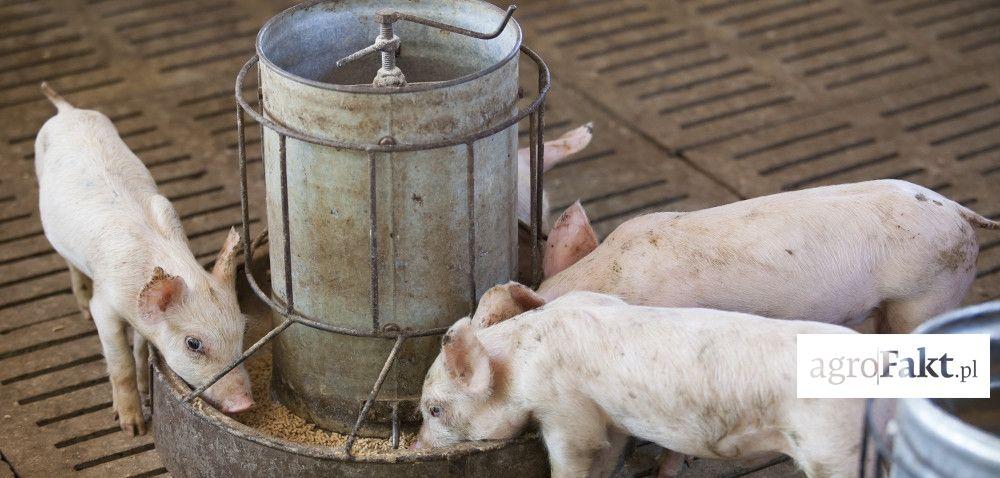 .pl https://www..pl niekorzystnych bakterii. Jednak z punktu widzenia przetwórstwa jest to wyraźna wada. Żywienie trzody chlewnej ma olbrzymi wpływ na jakość wieprzowiny, którą uzyskamy.