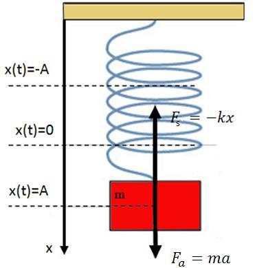 Rys. 2 Wahadło harmoniczne, x położenie, F s siła sprężystości, F a siła bezwładności, m masa ciężarka W przypadku stacjonarnym, masa spowoduje pod wpływem siły ciężkości F g odkształcenie się