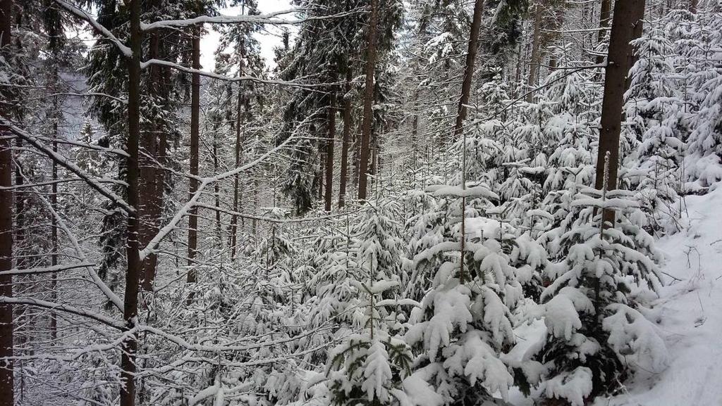 grubość pokrywy śnieżnej w pierwszym kwartale 2016 roku (w reglu dolnym na otwartej przestrzeni) wyniosła 28 cm, miejscami sięgała 36 cm; w obniżeniach terenu i depresjach około 45 cm. Fot. 1.